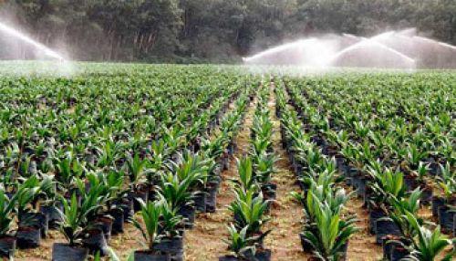 28/10/15 Côte d'Ivoire: La Société des Caoutchoucs du Grand-Bereby maitrise ses charges pour accroitre ses bénéfices